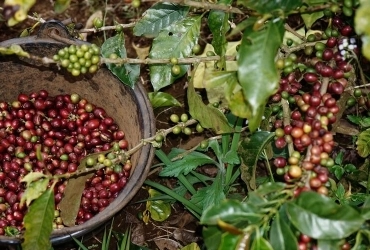 Continua il percorso del caffè - ritorno a Paksong (B, L, D)