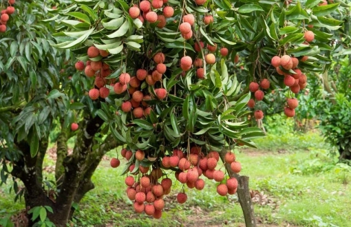 Migliori frutti deliziosi in Vietnam