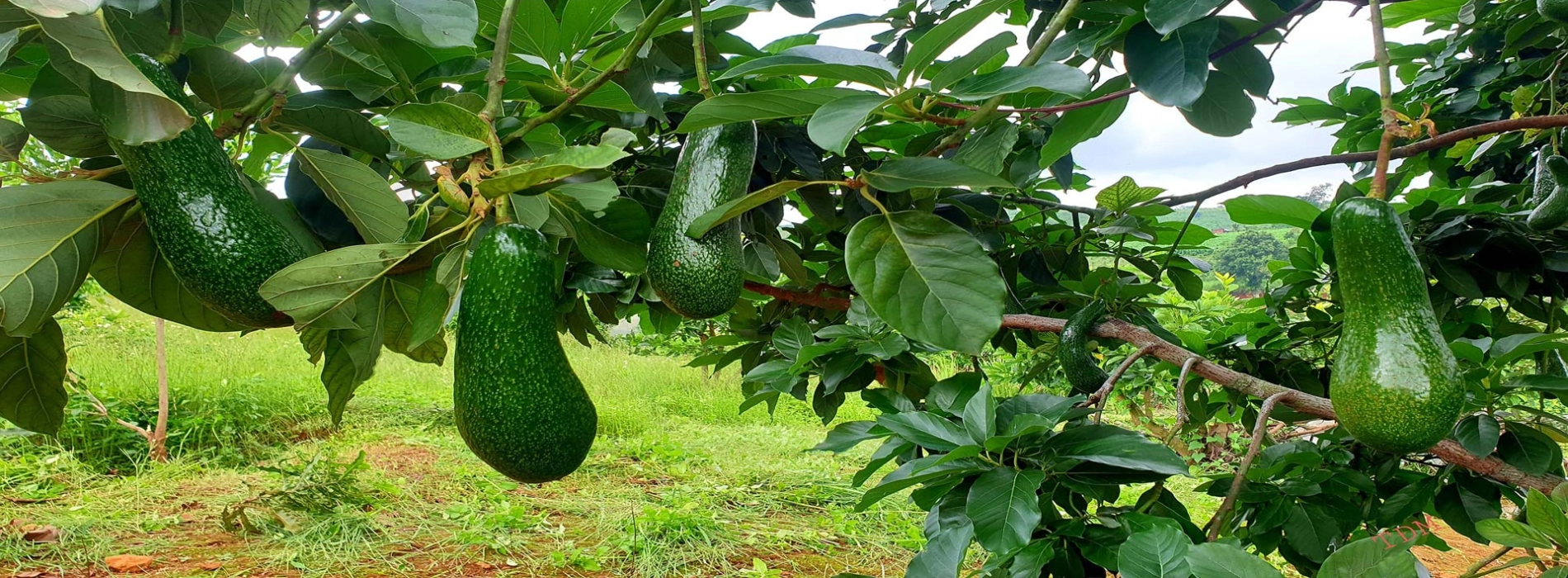 Migliori frutti deliziosi in Vietnam