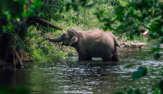 Immergetevi nel lago Lak e Buon Ma Thuot in un giorno