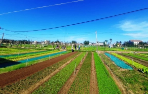 Viaggio in bicicletta attraverso il paesaggio rurale che circonda Hoi An