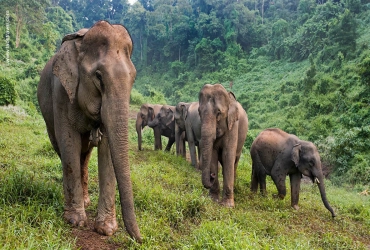 Luang Prabang - Elephant Village - Kuang Si (B)