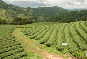 Chiang Rai - Doi Mae Salong - Triangolo D'oro - Chiang Rai