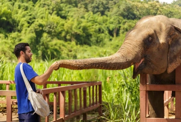 Chiang Mai - Elephant Jungle Sanctuary (B/L)