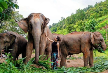 Chiang Mai - Parco Naturale degli Elefanti - Chiang Mai (B)