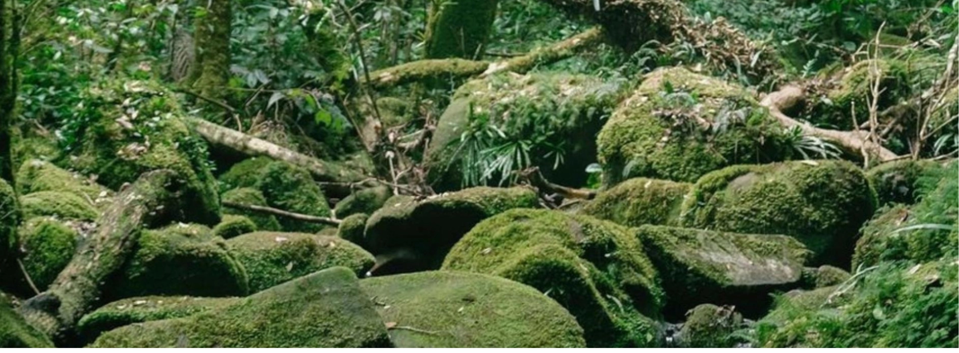 La montagna di Phnom Aural