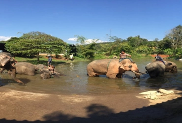 Chiang Mai - Skywalk & Elephant Wellness