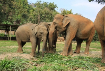 Visita al Santuario degli elefanti di Phuket