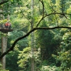 Zipline a Chiang Mai: Vola tra le Cime degli Alberi Secolari