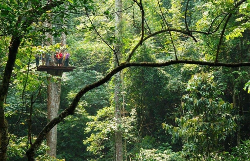 Zipline a Chiang Mai: Vola tra le cime degli alberi secolari