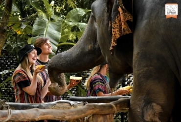 Escursione al Parco naturale degli elefanti di Chiang Mai