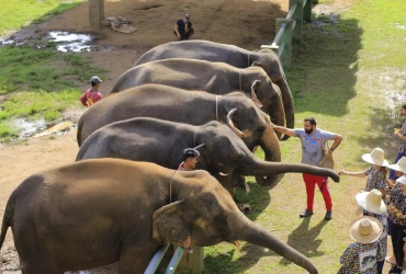 Chiang Mai - Parco nazionale elefante (B, L)