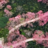 Dove vedere i fiori di ciliegio a Chiang Mai