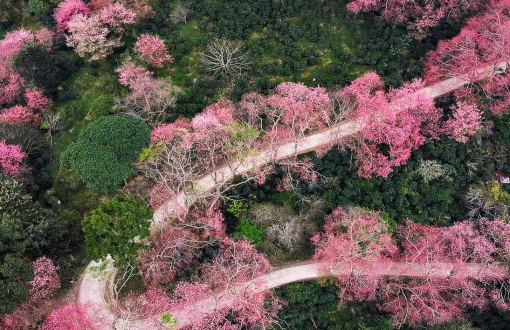 Dove vedere i fiori di ciliegio a Chiang Mai