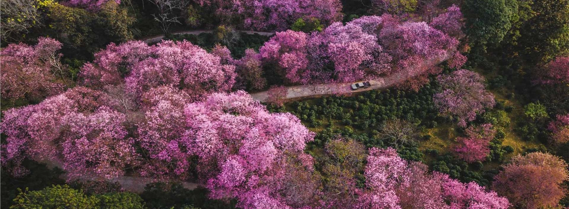 Dove vedere i fiori di ciliegio a Chiang Mai