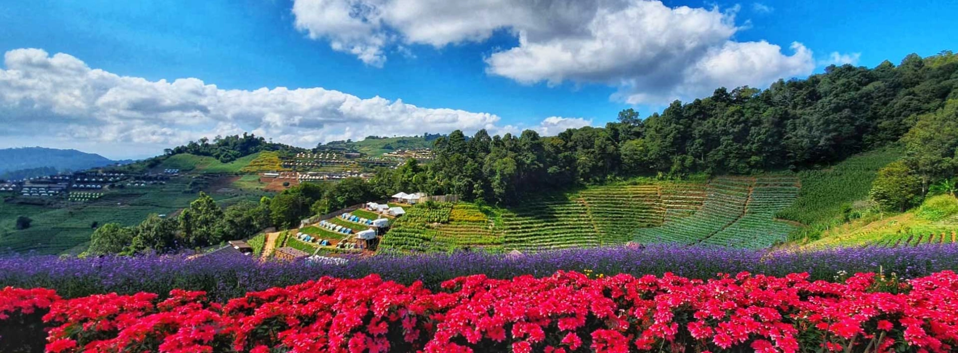 Campi fioriti più belli della Thailandia