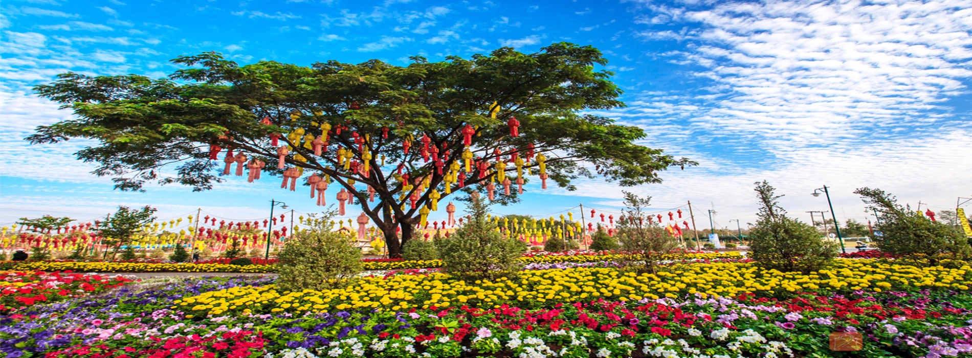 Festival dei fiori di Chiang Mai 2025: Guida completa