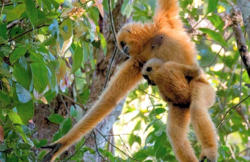 Tour di Parco nazionale di Virachey - Viaggio breve a Ratanakiri 3 giorni