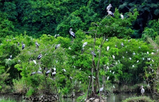 Una giornata nell' parco nazionale Cuc Phuong