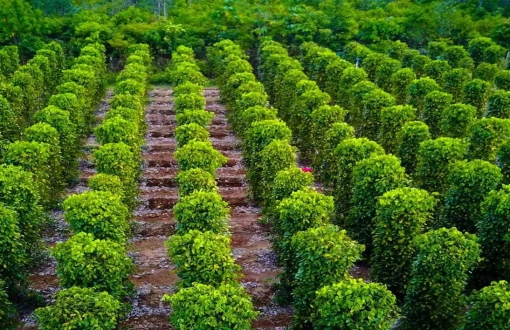 Scoprite i più famosi giardini di pepe di Phu Quoc