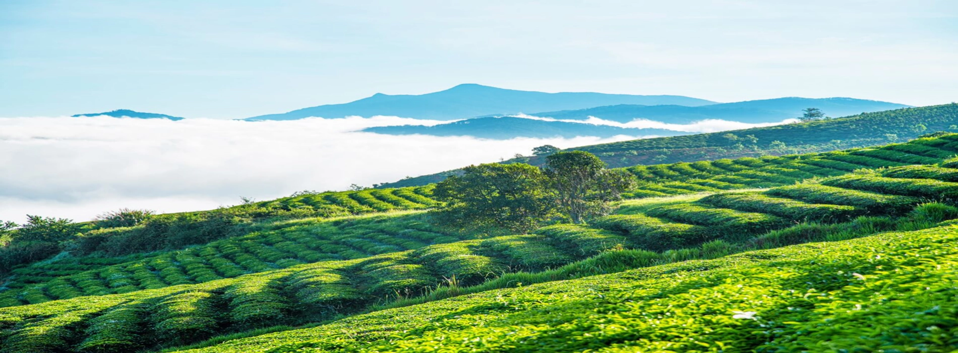 Un Viaggio tra le Terre del Tè in Vietnam