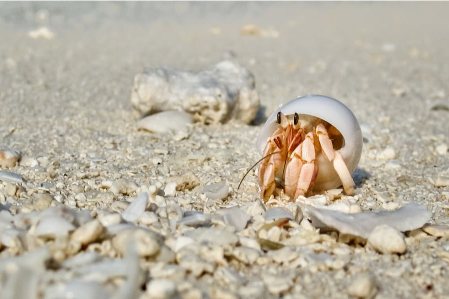 I turisti possono vedere molti paguri e meduse sulla riva