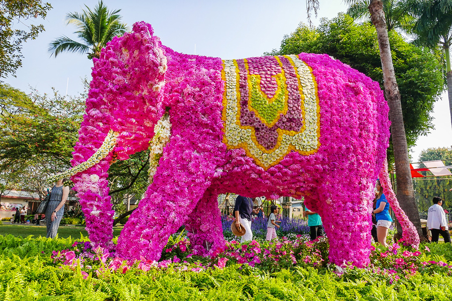 Esposizioni straordinarie di fiori colorati