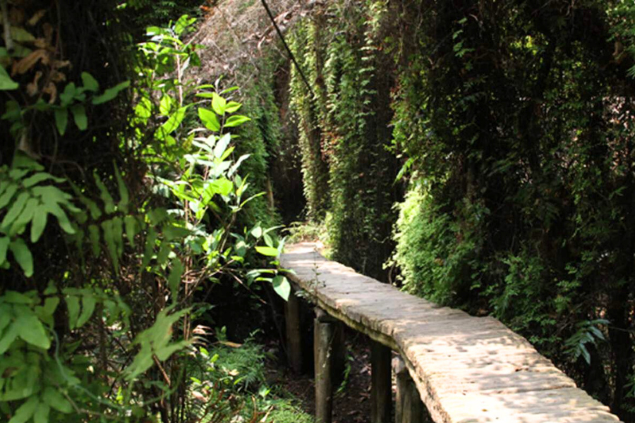 Foresta di Xeo Quyt - Attrazione in Dong Thap