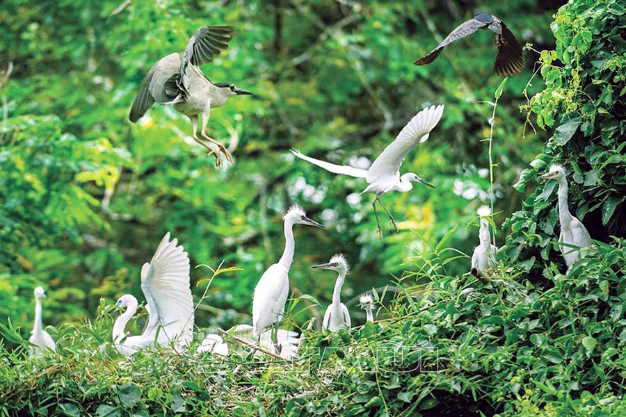 Giardino degli uccelli in Vietnam