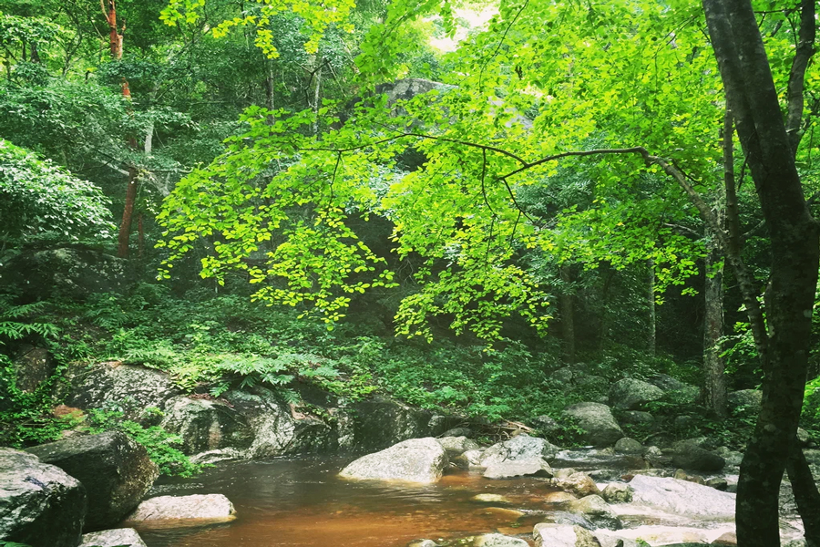 La bellezza naturale del parco