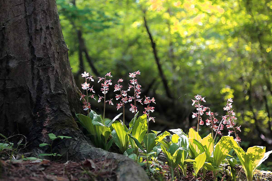 Paradiso per gli amanti delle orchidee