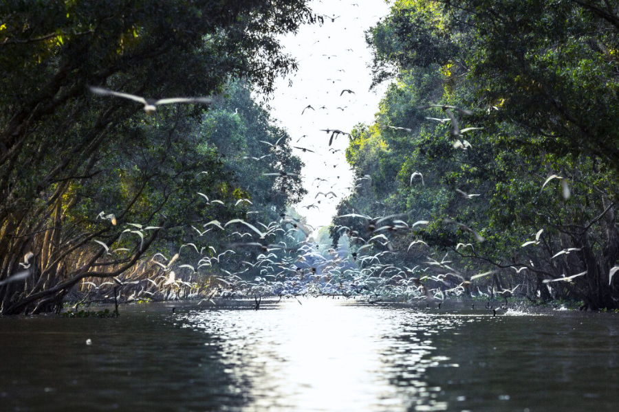 Parco nazionale di Tram Chim - Guida di viaggio - Attrazione in VietNam