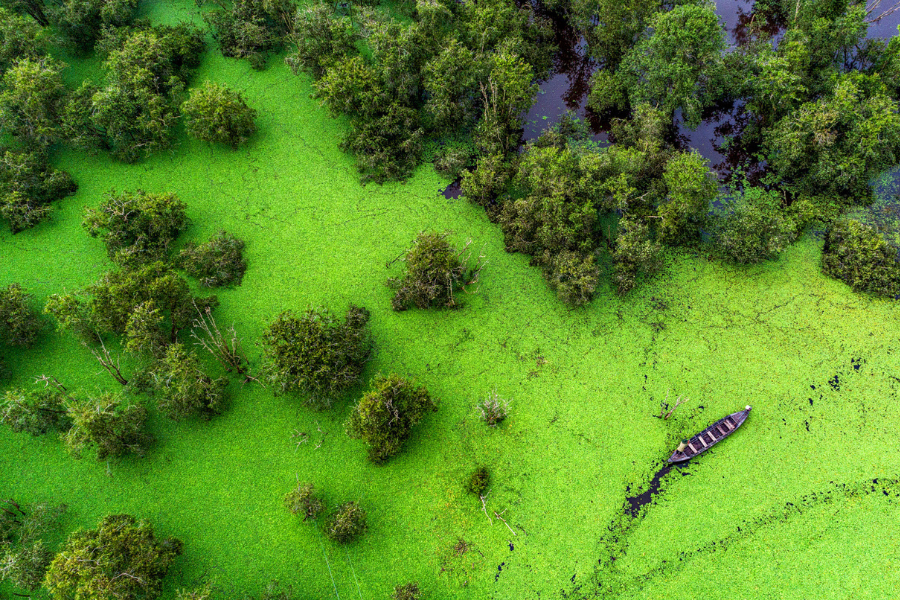 Parco nazionale di Tram Chim - Guida di viaggio - Attrazione in VietNam