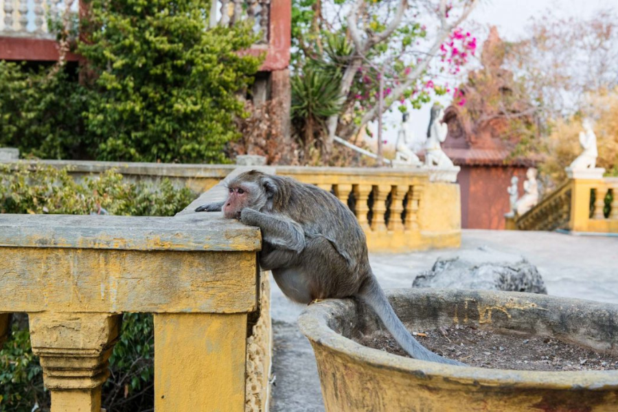 Phnom Sampeau - Guida di viaggio - Attrazione in Cambogia