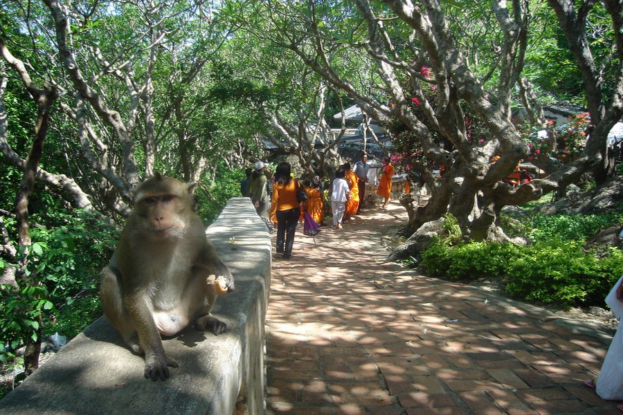 Le scimmie vivono vicino al parco Phra Nakhon Khiri