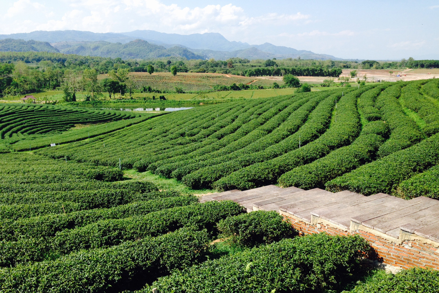 Paesaggio mozzafiato della piantagione