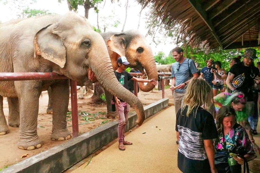 Il Santuario degli elefanti di Koh Samui offre ai visitatori un'esperienza unica