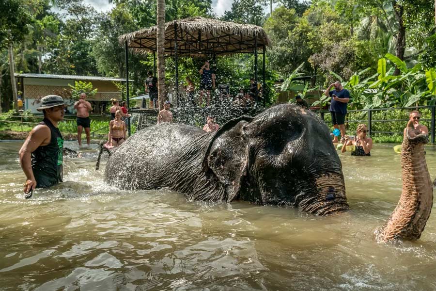 Durata ideale del soggiorno al Santuario degli elefanti