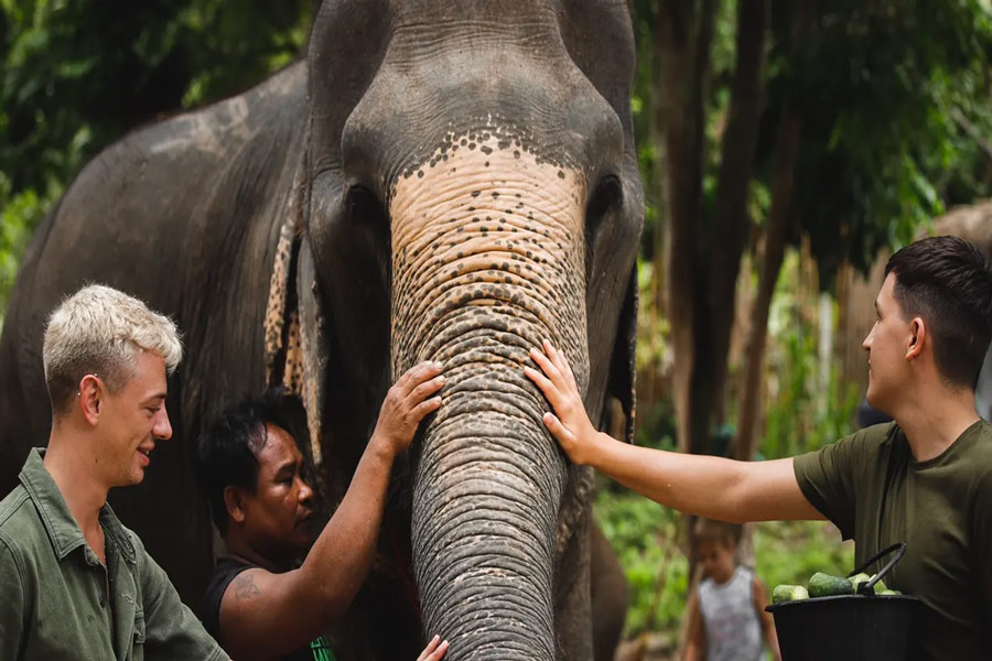 Visitare il santuario degli elefanti di Koh Samui