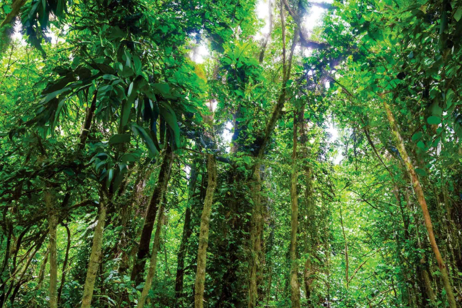 Una giornata nell' parco nazionale Cuc Phuong