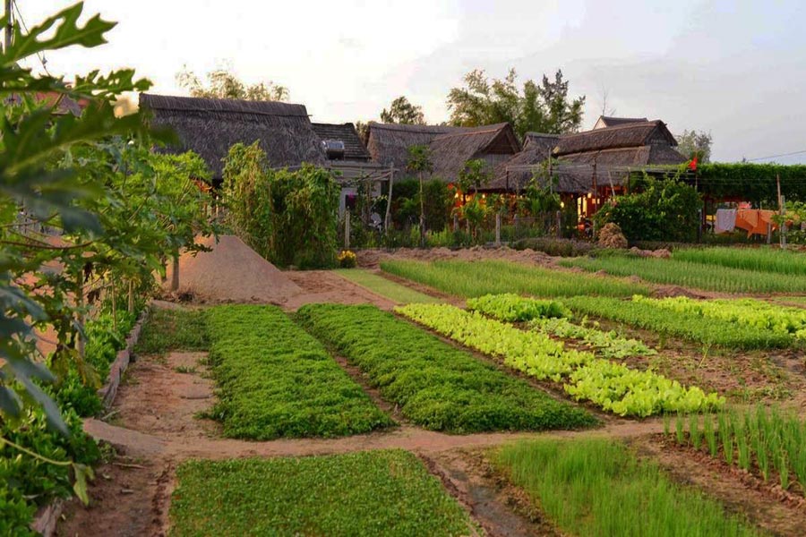 Villaggio vegetale di Tra Que a Hoi An