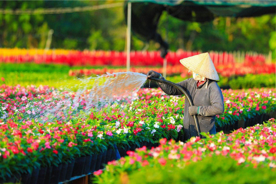 Villaggio dei fiori Sa Dec - Guida di viaggio - Attrazione in VietNam