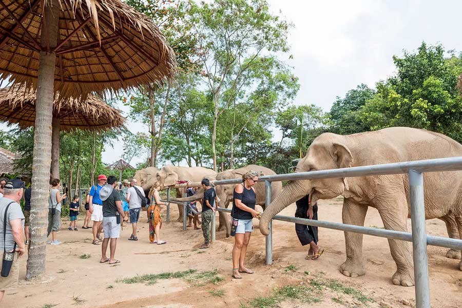 Come muoversi al santuario degli elefanti di Koh Samui 