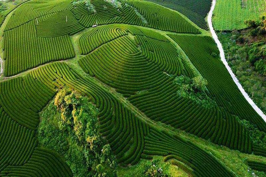 il campo di tè a Moc Chau