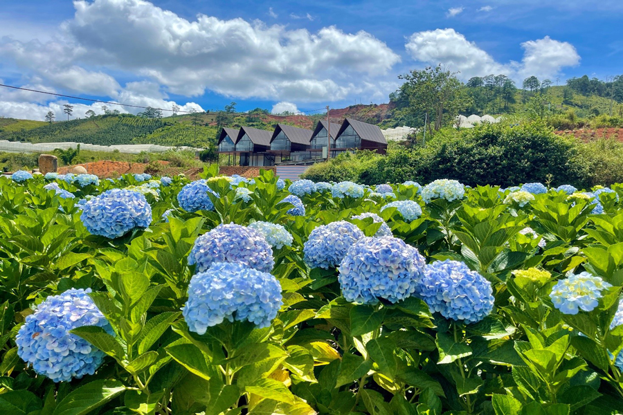 Da Lat è colorato di fiori