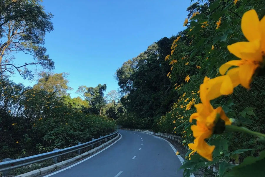  file di girasoli selvatici in fiore lungo le strade