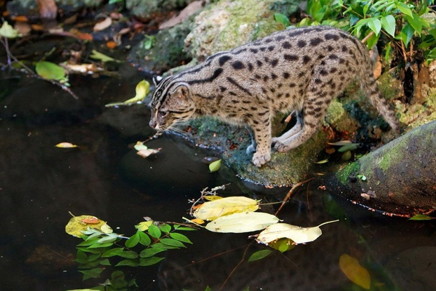 Parco Nazionale di U Minh Thuong - Guida di viaggio - Attrazione a Kien Giang 