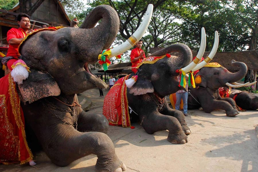 Giornata nazionale dell'elefante in Thailandia