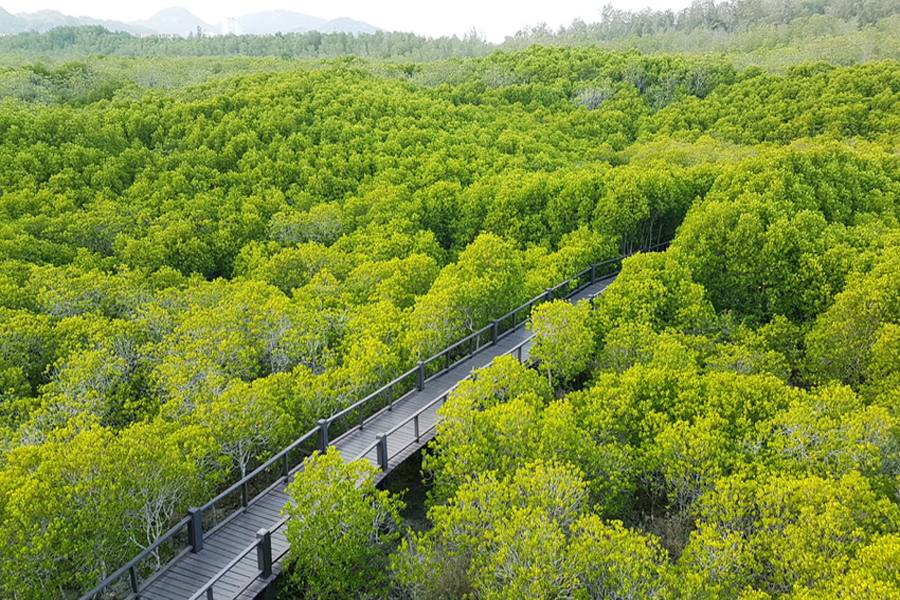 La foresta offre una passerella sopra le foreste di mangrovie