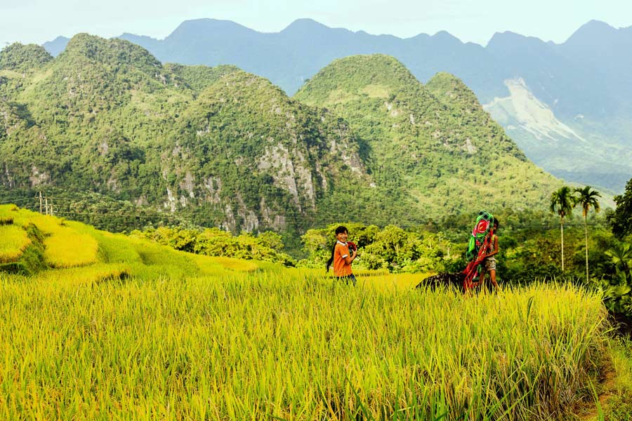 Guarda il riso maturo a Pu Luong, Vietnam